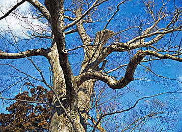 园艺模拟器《Gardenia》上线steam  支持中文下个月发售