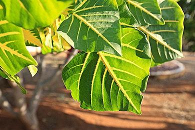 《漫威蜘蛛侠2》登上Sphere巨型球 效果拉满